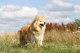 CHIEN FINNOIS DE LAPONIE 064